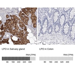 Apolipoprotein A-IV/ApoA4 Antibody, Novus Biologicals:Antibodies:Primary